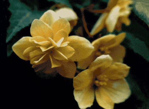 B. ‘Madame Richard Galle’